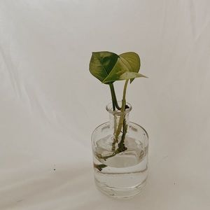 Propagation Vase with Mirror Tray